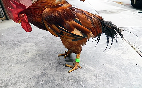 RFID应用于家禽养殖防伪溯源管理