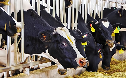 RFID应用于奶牛管理
