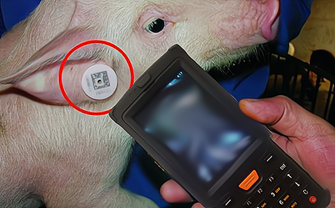 RFID应用于生猪养殖动物管理