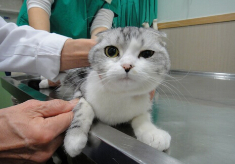宠物.jpg 宠物.jpg